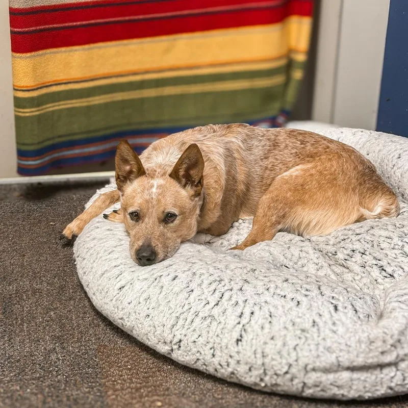 An adult medium-sized male Red / Chestnut / Orange Cattle Dog dog named Groot for adoption in Harrisonburg, VA