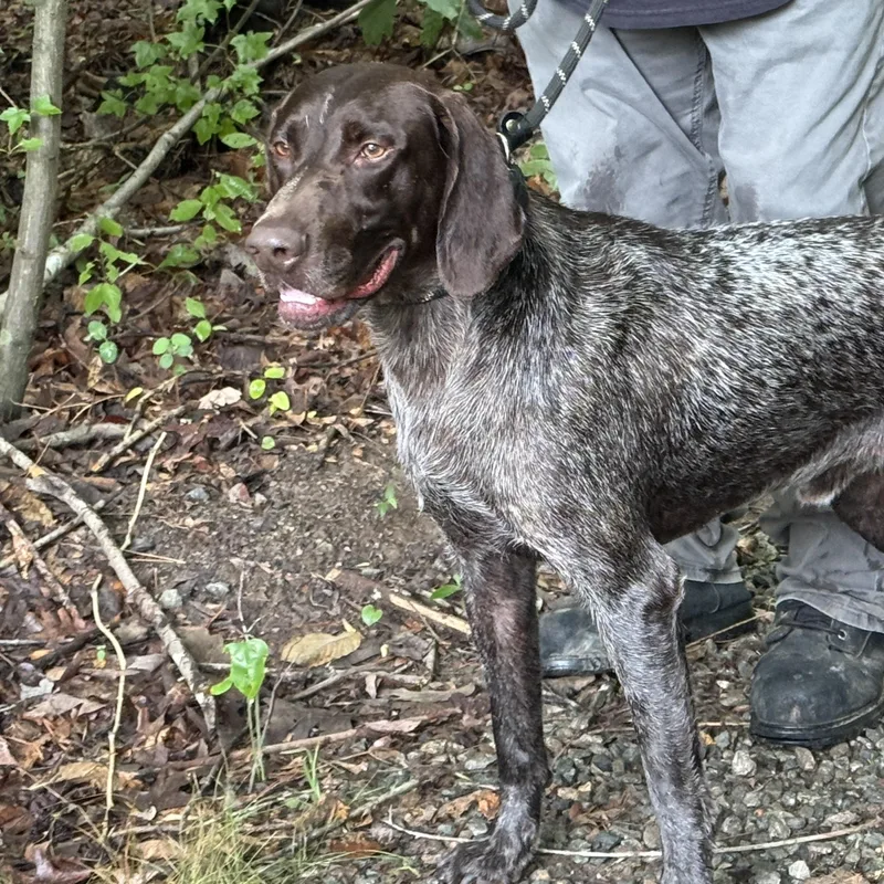 An adult medium-sized male Brown / Chocolate German Shorthaired Pointer dog named Ezekiel for adoption in Meherrin, VA