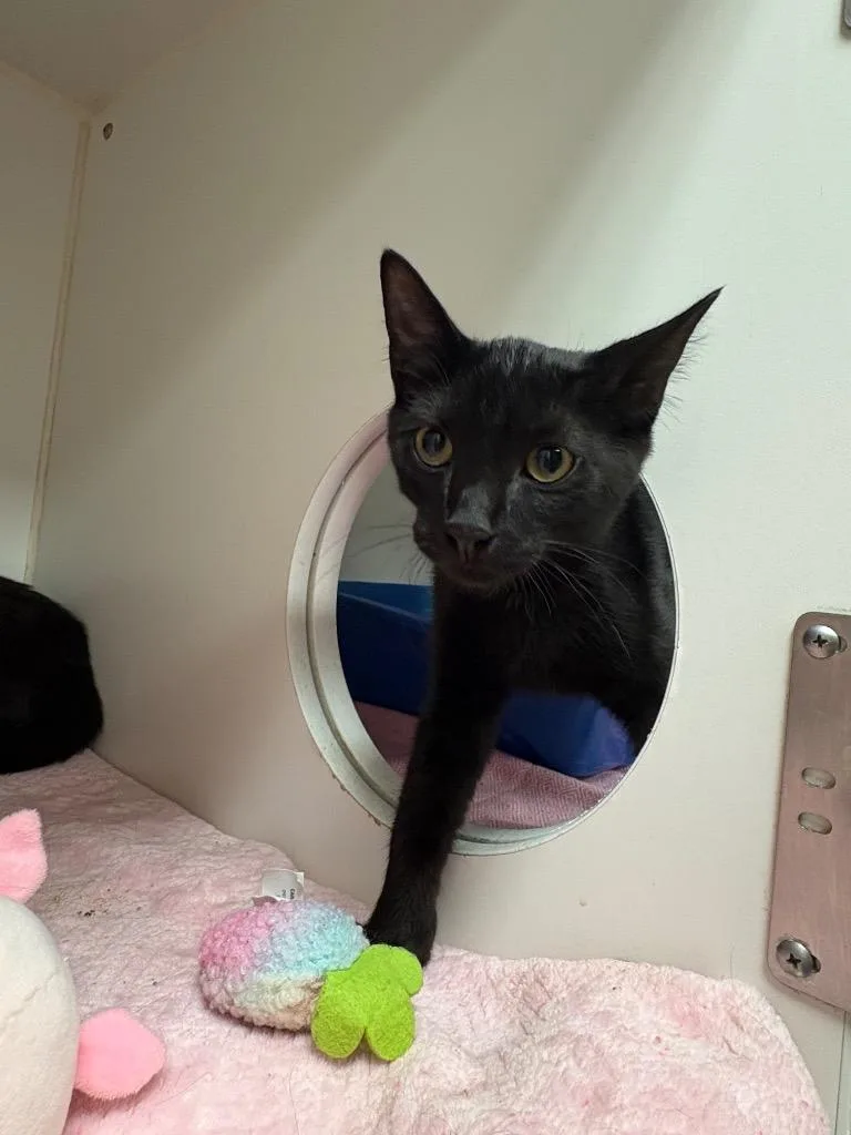 A baby medium-sized male Domestic Short Hair cat named Ash for adoption in Johnson City, TN