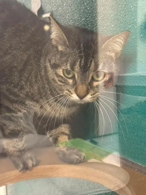 An adult medium-sized female Domestic Short Hair cat named Melody for adoption in Naples, FL