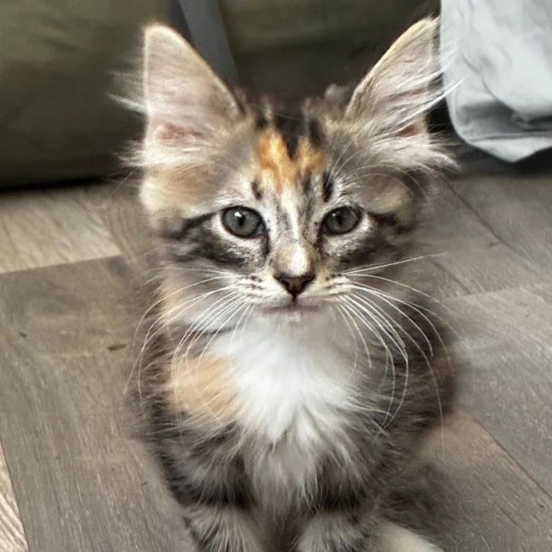 A baby small-sized female Brown / Chocolate Domestic Long Hair cat named Fraggle Rock for adoption in Fredericksburg, VA
