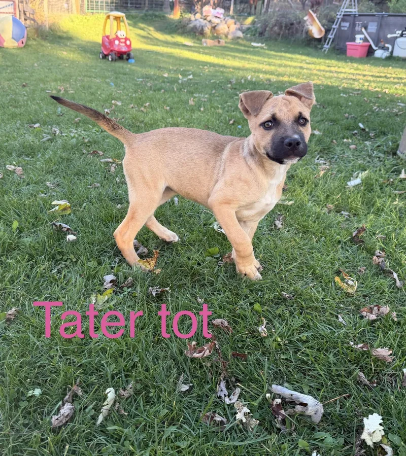 A baby medium-sized female Yellow / Tan / Blond / Fawn Mixed Breed dog named Tater tot for adoption in Davisburg, MI