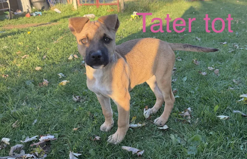 Tater tot thumbnail 2