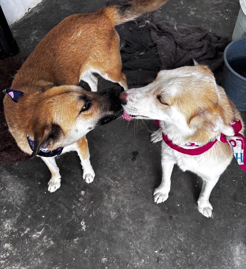 A baby small-sized female Apricot / Beige Shepherd dog named Gala for adoption in Sherwood, OR