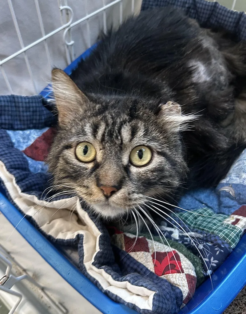 An adult large-sized male Tabby (Brown / Chocolate) Domestic Medium Hair cat named Chuy for adoption in Mokena, IL