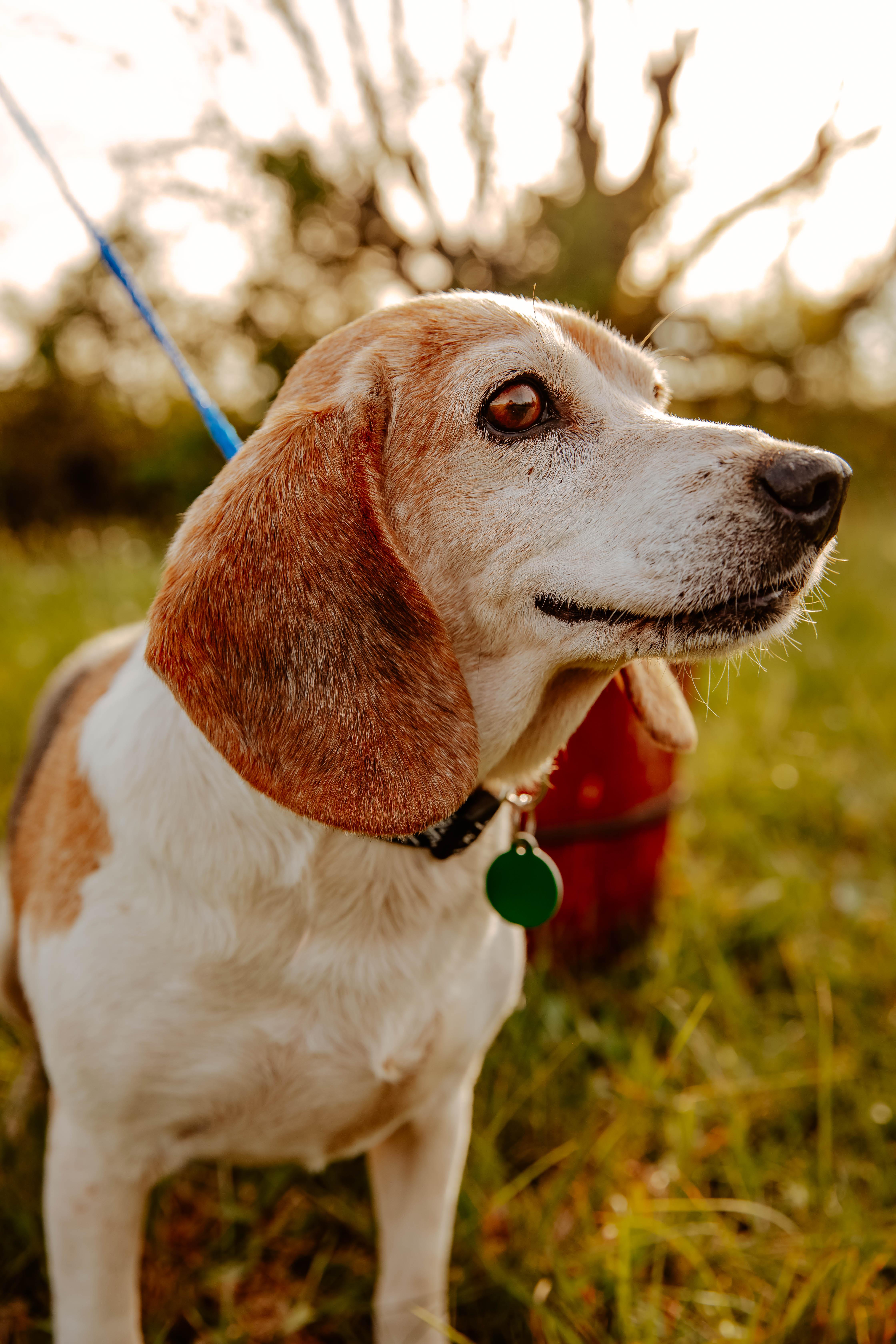 Huckleberry thumbnail 2