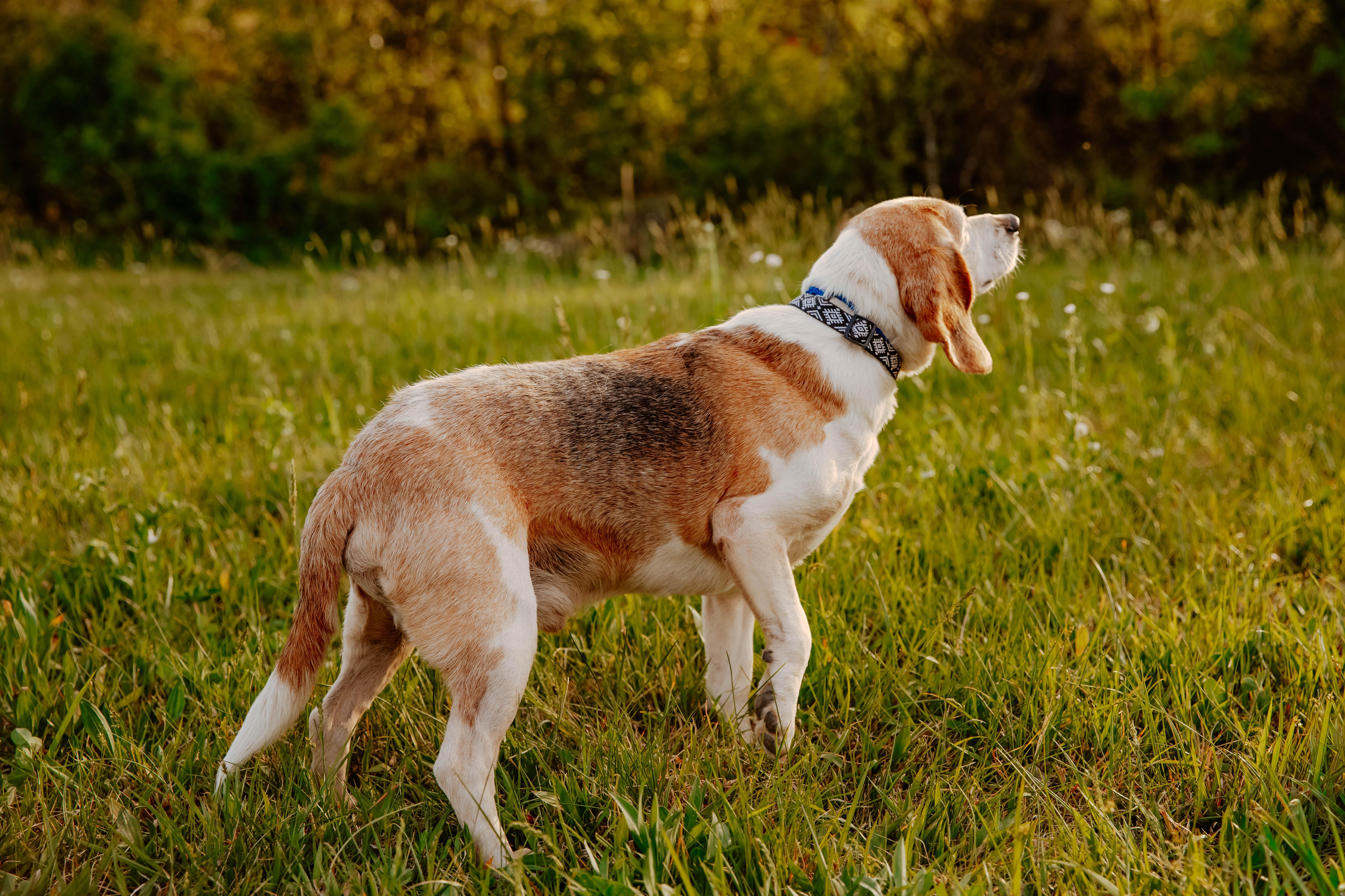 Huckleberry thumbnail 3