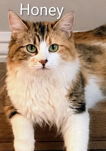 Honey  Rancho Cucamonga thumbnail 4