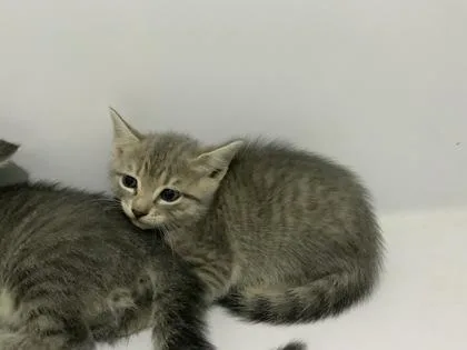 A baby small-sized female Domestic Medium Hair cat named Bonnie for adoption in Atlanta, GA