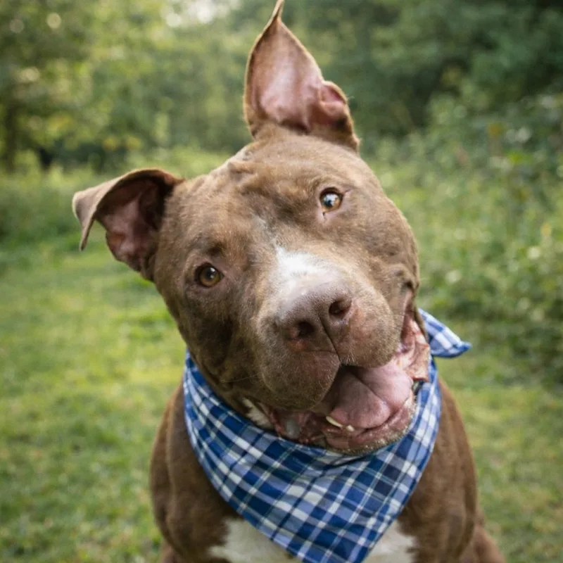An adult large-sized male Brown / Chocolate Pit Bull Terrier dog named Bear for adoption in Allen, TX