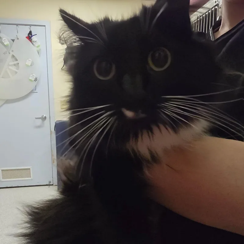 An adult medium-sized female Black Domestic Medium Hair cat named Cuddles for adoption in Fort Bragg, CA