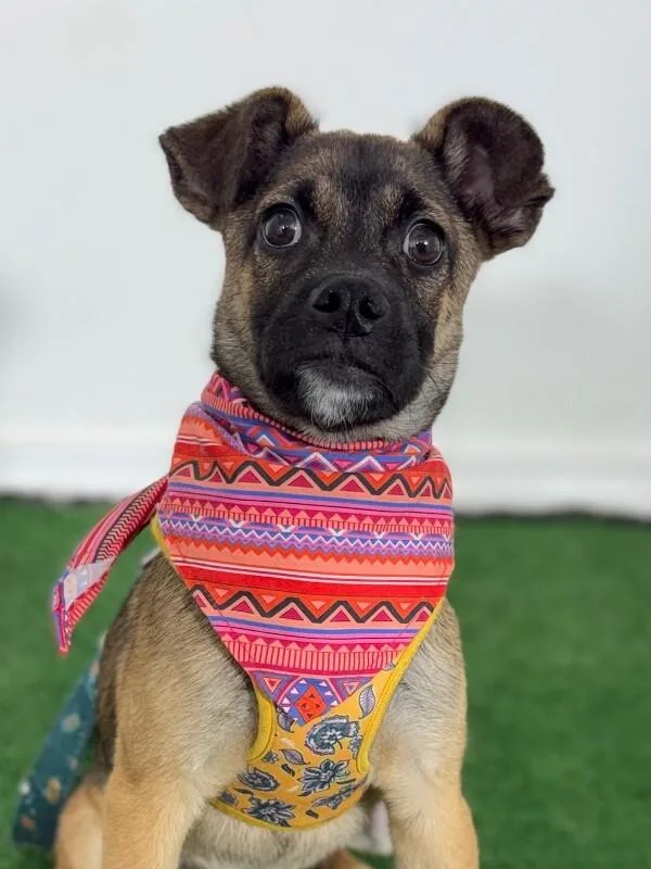 A baby medium-sized male Brown / Chocolate Pug dog named Peter Pan for adoption in Carlsbad, CA
