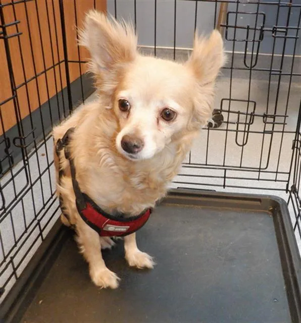 An adult small-sized female Chihuahua dog named Angel for adoption in San Jose, CA