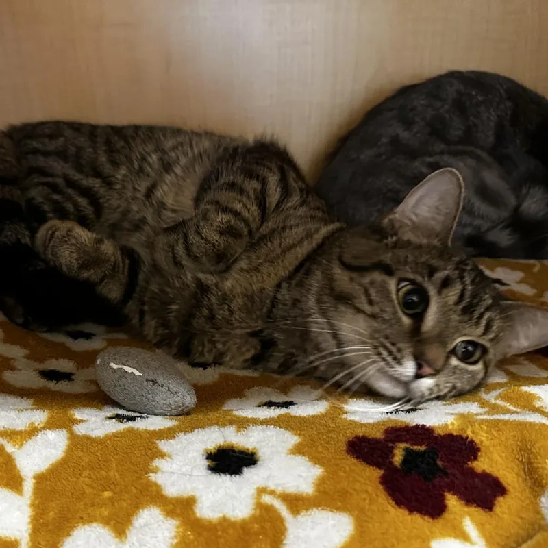 A young medium-sized female Brown / Chocolate Domestic Short Hair cat named Gigi for adoption in Washington Township, OH