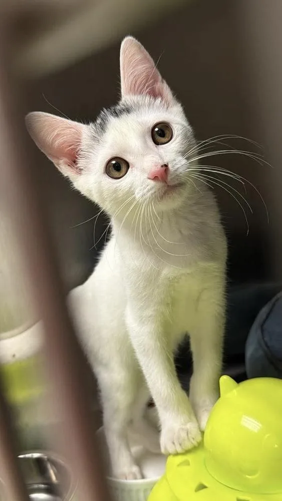 A baby small-sized male White Domestic Short Hair cat named Luca for adoption in Fort Lauderdale, FL