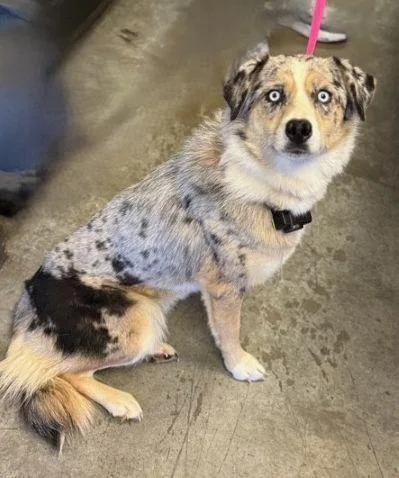 A young medium-sized female Merle (Blue) Australian Shepherd dog named Astra for adoption in Collegeville, PA