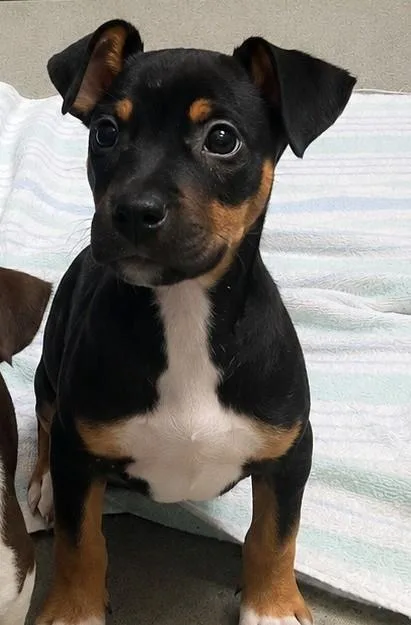 A young small-sized male Mixed Breed dog named Cash for adoption in Beatrice, NE