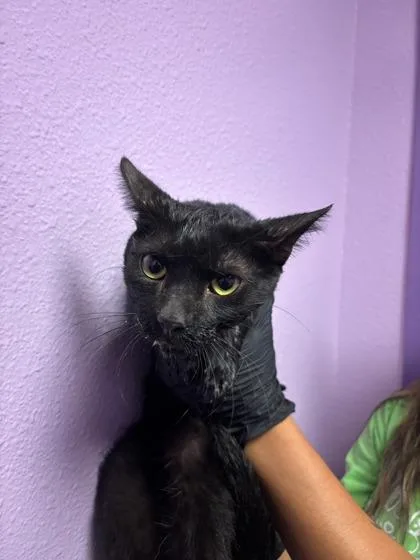 A young medium-sized male Black Domestic Medium Hair cat named 61508961 for adoption in El Paso, TX