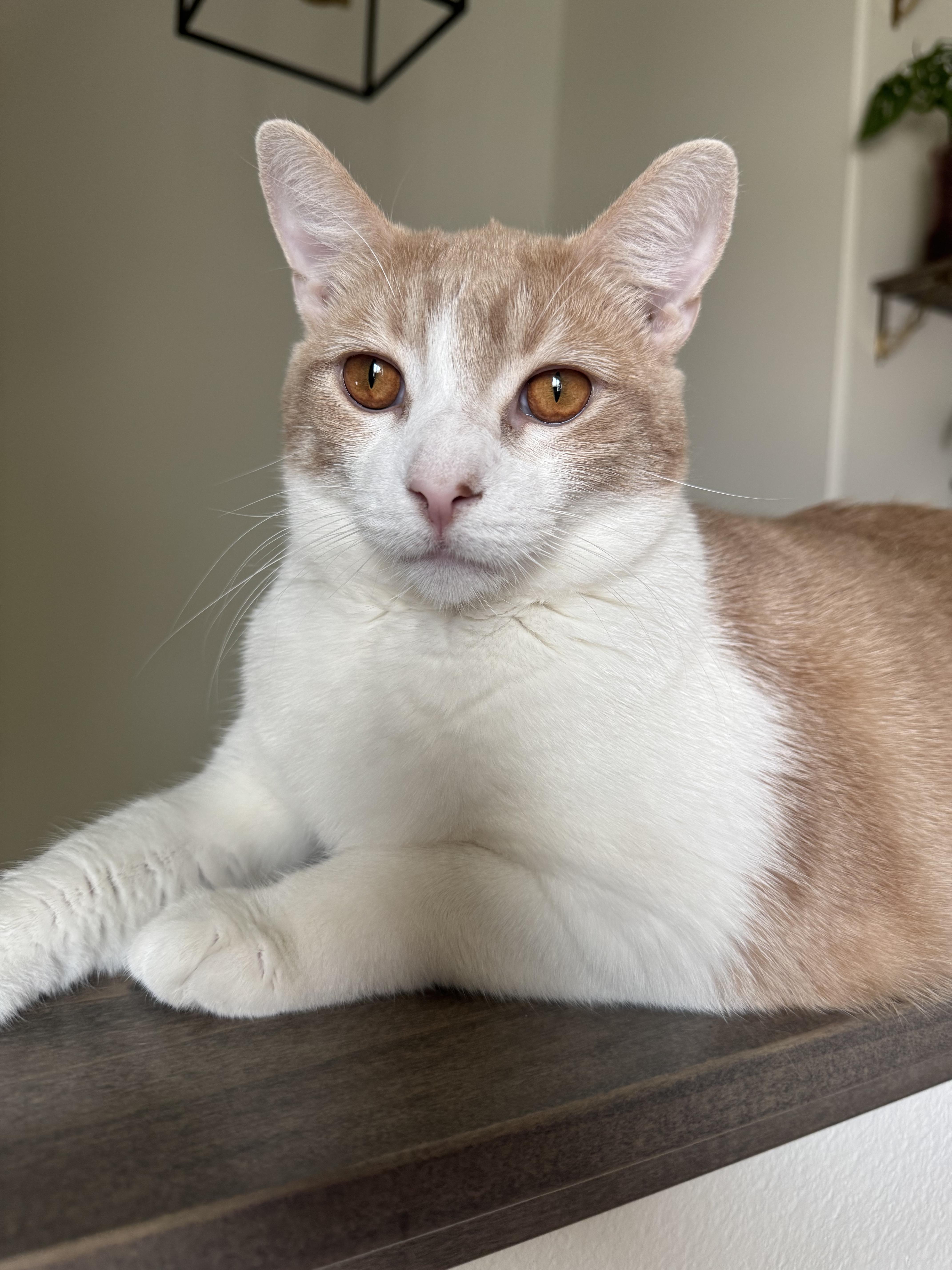 An adult large-sized male Domestic Short Hair cat named Ike for adoption in Dickinson, ND