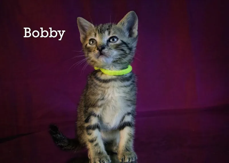 Bobby