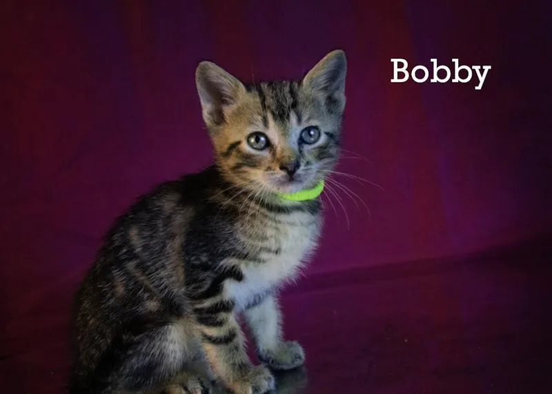 Bobby thumbnail 2