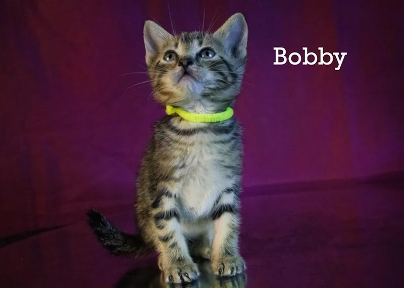 Bobby thumbnail 3