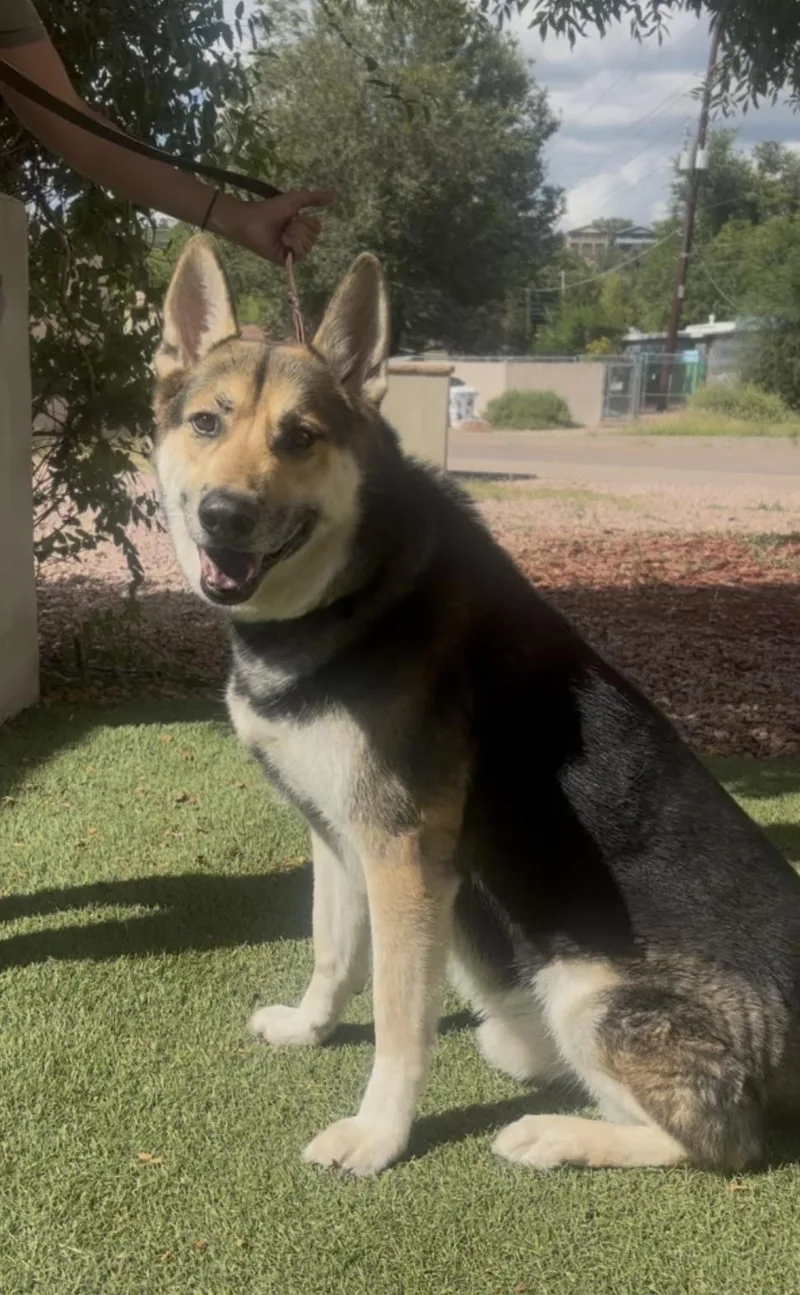 An adult large-sized female Tricolor (Brown, Black, & White) German Shepherd Dog dog named Rocky for adoption in Payson, AZ