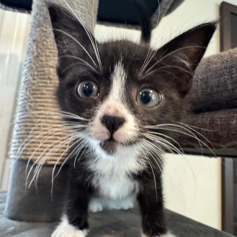 A baby small-sized female Black Domestic Short Hair cat named Inky for adoption in Escondido, CA