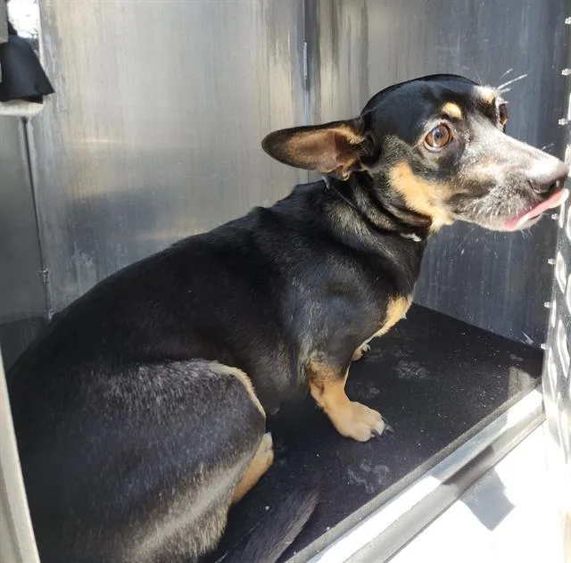 A young small-sized female Dachshund dog named Maggie for adoption in San Antonio, TX