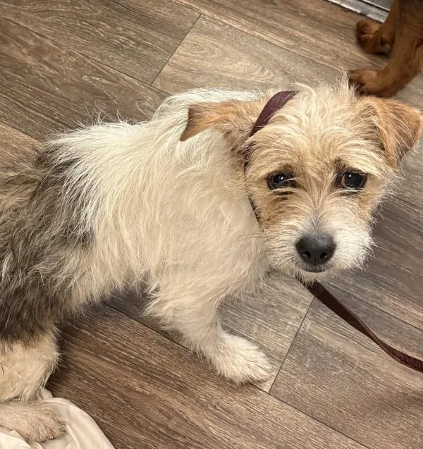 A young medium-sized female Terrier dog named Bee for adoption in San Diego, CA