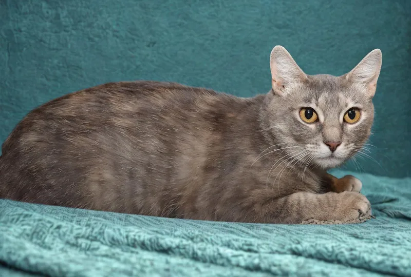A young medium-sized female Dilute Tortoiseshell cat named Lemon for adoption in Euclid, OH