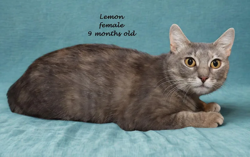 Lemon thumbnail 2