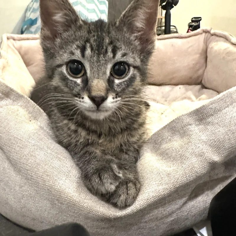 A baby medium-sized male Tabby (Brown / Chocolate) Domestic Short Hair cat named Ron for adoption in Chicago, IL