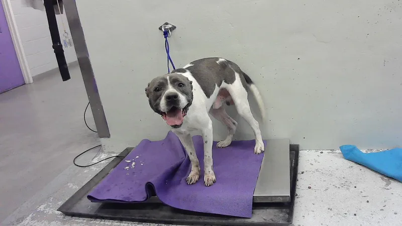 A young large-sized male Staffordshire Bull Terrier dog named Norlen for adoption in Houston, TX
