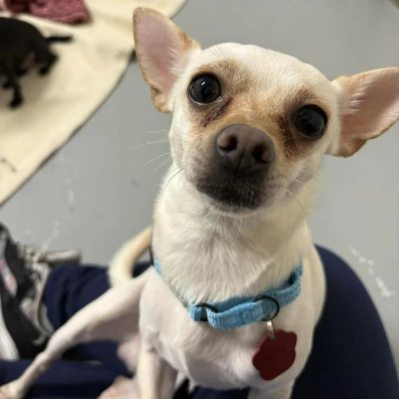 An adult small-sized male White / Cream Chihuahua dog named Harry for adoption in Groveland, MA