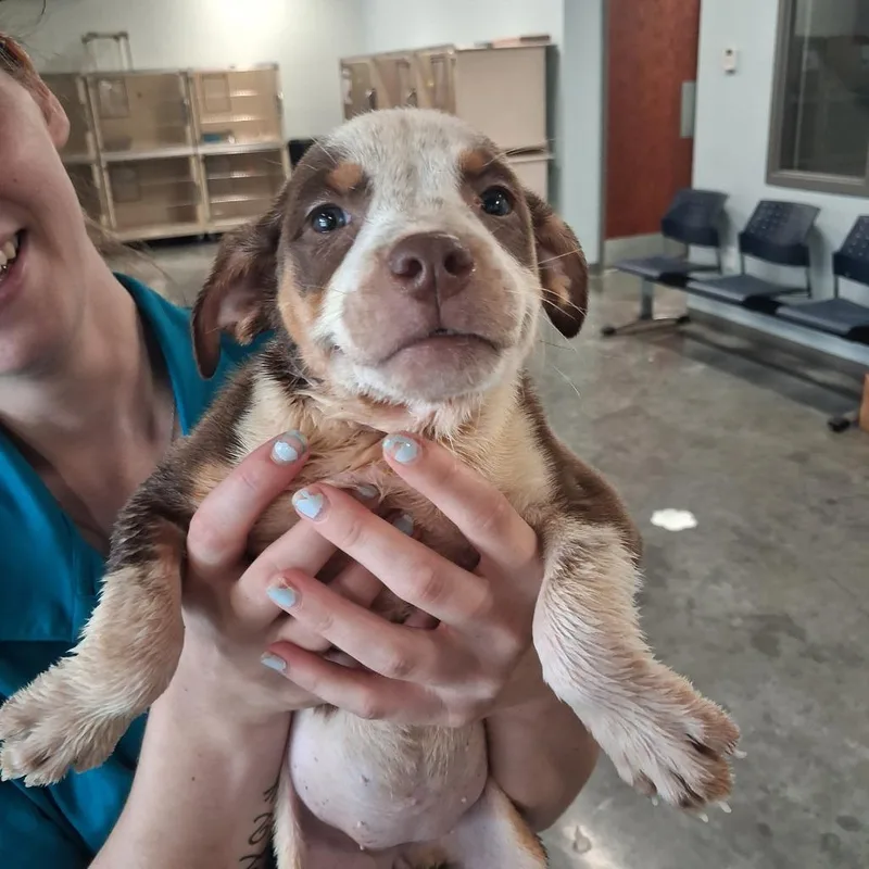 A baby medium-sized female Pit Bull Terrier dog named Melanie for adoption in Gautier, MS