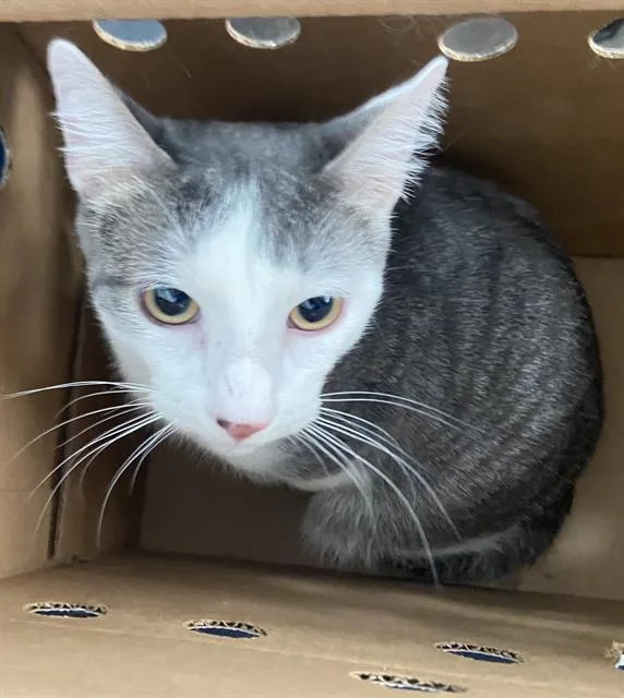 A young medium-sized male Domestic Short Hair cat named Phil for adoption in Dallas, TX