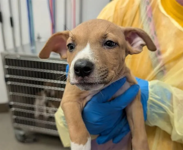 A baby small-sized female German Shorthaired Pointer dog named Sunshine for adoption in Tucson, AZ