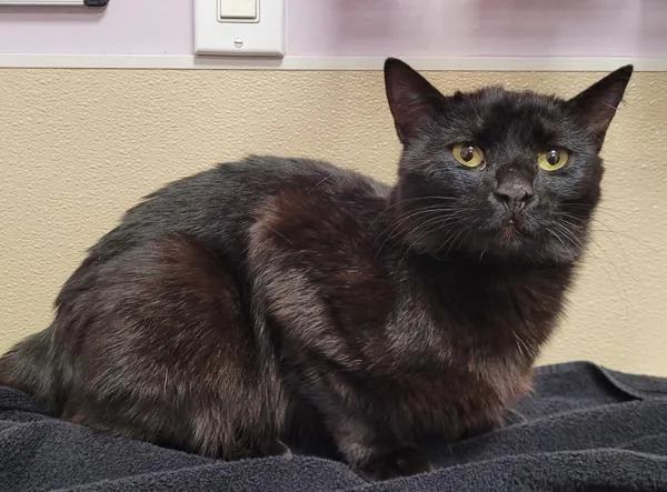 An adult medium-sized male Domestic Short Hair cat named Spudnuts for adoption in Vancouver, WA