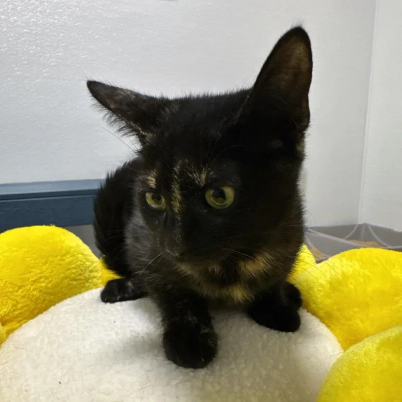 A baby small-sized female Tortoiseshell Domestic Short Hair cat named Lacey for adoption in Clearwater, FL