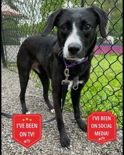 An adult medium-sized female Mixed Breed dog named Winny for adoption in Cincinnati, OH