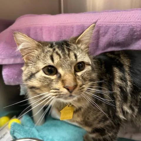 A young medium-sized male Brown / Chocolate Domestic Long Hair cat named Ace See My Video! for adoption in Springfield, MA