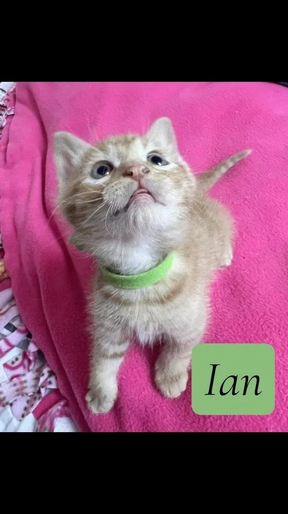 A baby medium-sized male Domestic Short Hair cat named Ian for adoption in Hoover , AL