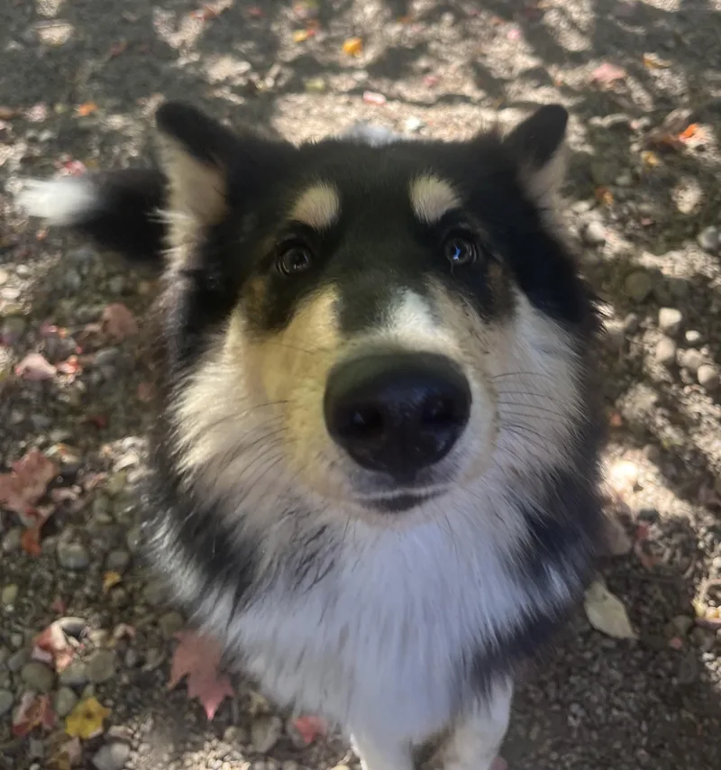 A young medium-sized male Merle (Blue) Border Collie dog named Bowie for adoption in Boyne City, MI