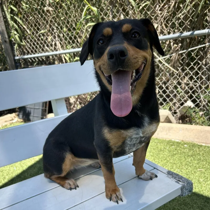 An adult medium-sized female Brown / Chocolate Rottweiler dog named Brownie for adoption in Galveston, TX