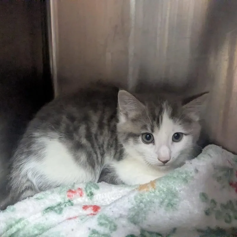 A baby small-sized male White Domestic Short Hair cat named Sea Turtle for adoption in Shinnston, WV