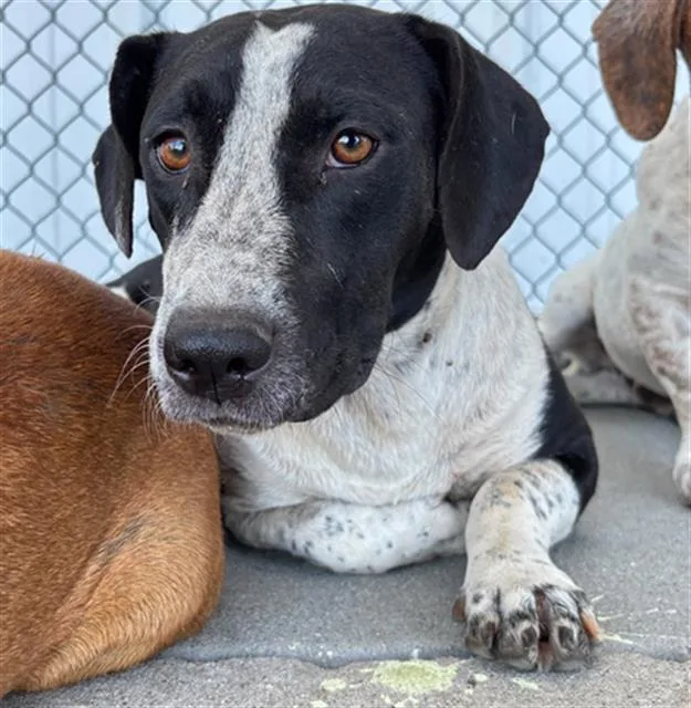 A young medium-sized female Pit Bull Terrier dog named Enoki for adoption in Bakersfield, CA