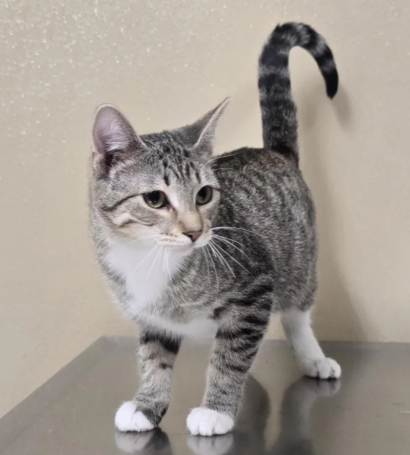 A baby medium-sized male Domestic Short Hair cat named Forest for adoption in Brainerd, MN