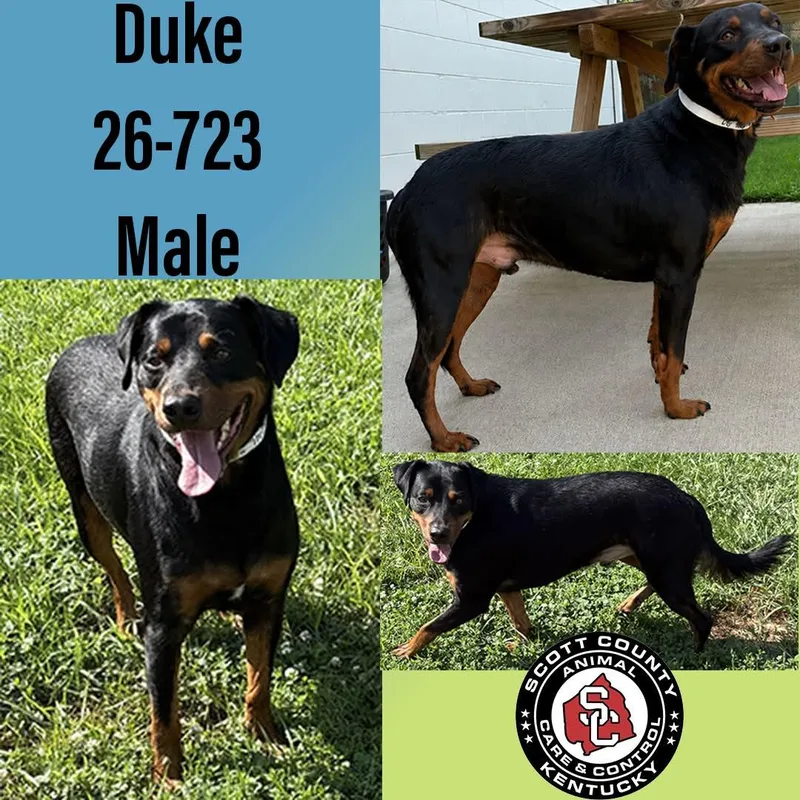 An adult large-sized male Doberman Pinscher dog named Duke for adoption in Georgetown, KY