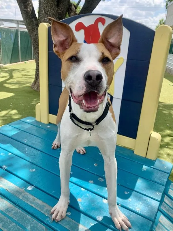 An adult large-sized male Pit Bull Terrier dog named Memphis for adoption in Austin, TX